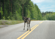 Reja severnih jelenov brez meja, Laponska – med Finsko in Norveško (2)